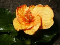 FotosRGES: Orange-Hibiscus-flower-[NL-2004]-RGES